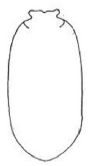 metasoma, dorsal view