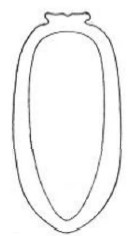 metasoma, ventral view