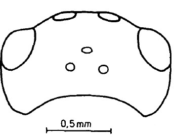 head, dorsal aspect