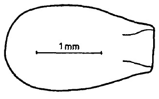 carapace of metasoma, dorsal aspect