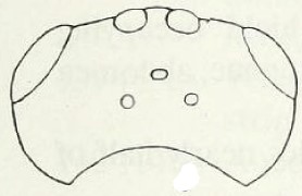 ♀ head, dorsal view