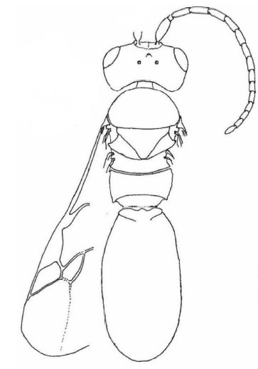 ♀ body, dorsal view