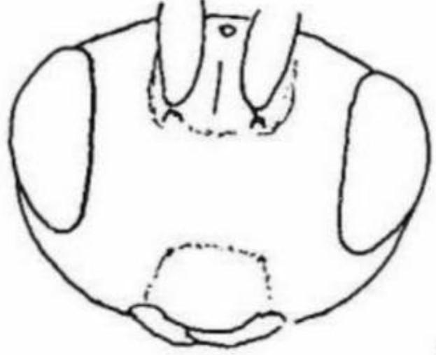 ♀ head, frontal view