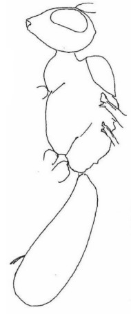 ♀ body, lateral view