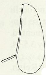 ♀ metasoma, lateral view