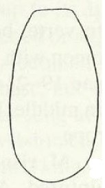 ♂ metasoma, dorsal view