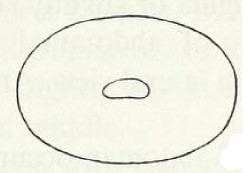 ♂ metasoma, posterior view