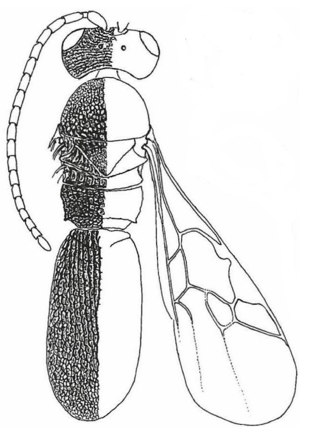 ♂ body, dorsal view