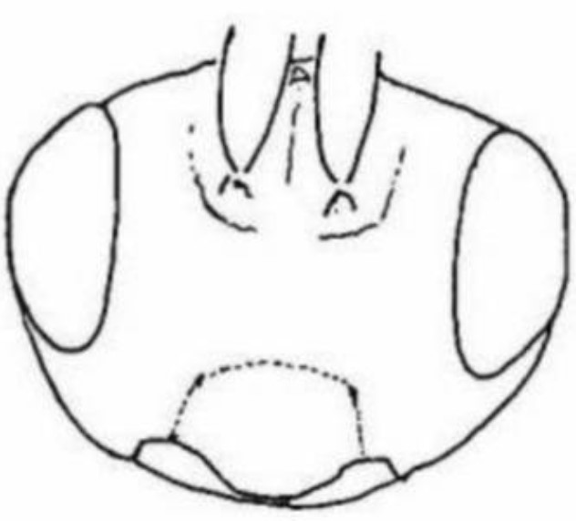 ♂ head, frontal view