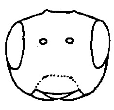 ♂ head in frontal view