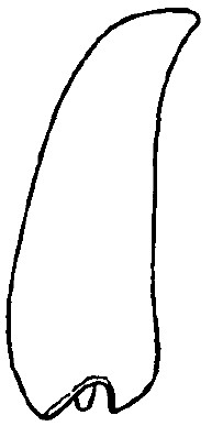 ♂ carapace in lateral view