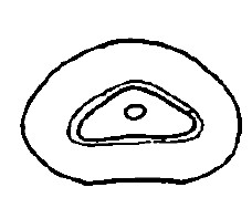 ♂ carapace posterior end