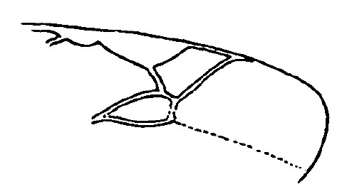 ♂ part of fore wing