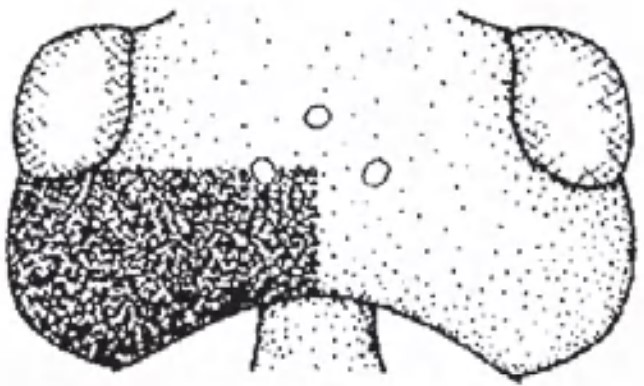 Head in dorsal view with indication of its sculpture.