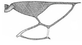 distal part of right fore wing