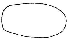 ♂ metasoma, dorsal view