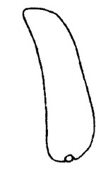 ♂ metasoma, lateral view