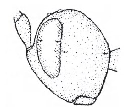 Head in lateral view