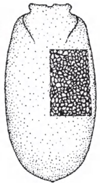 Carapace of female in dorsal view with indication of its sculpture