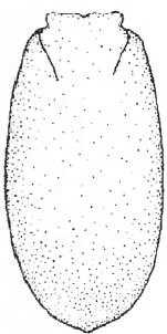 Carapace of female in dorsal view
