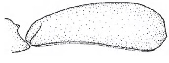 Carapace of female in lateral view