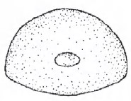 Posterior end of male carapace with aperture