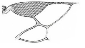 distal part of right fore wing