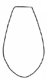 female metasoma, dorsal view