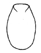  ♀ metasoma, dorsal view