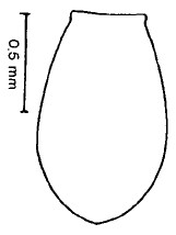 metasoma, dorsal view