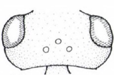 ♂ head in dorsal view