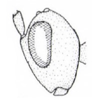 ♂ head in lateral view