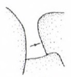 ♂ anterior part of mesonotum in lateral view (see arrow)