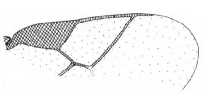 ♂ distal part of right fore wing
