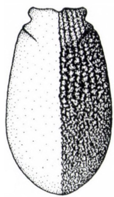 ♂ carapace in dorsal view