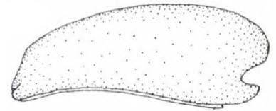 ♂ carapace in lateral view