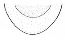 ♂ posterior end of carapace in ventral view