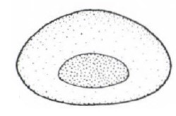 ♂ posterior end of carapace with foramen in frontal view