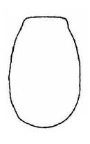 female metasoma in dorsal view