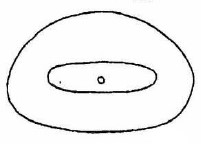 male metasoma in posterior view