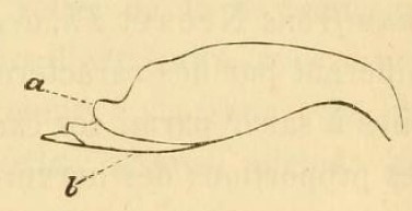 metasoma, lateral view