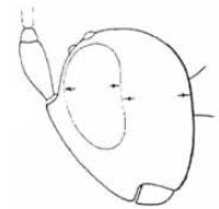head in lateral view