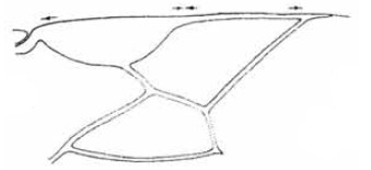 distal part of right fore wing