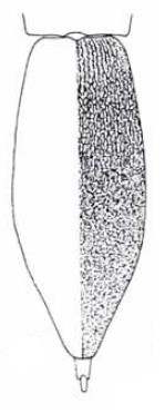 female carapace in dorsal view with indication of its sculpture