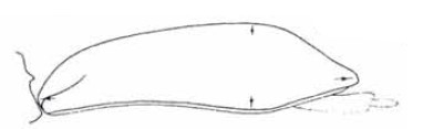 female carapace in lateral view