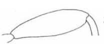 hind femur of male