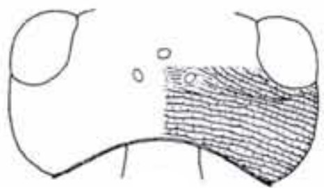 head in dorsal view with indication of its sculpture