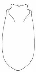 male carapace in dorsal view