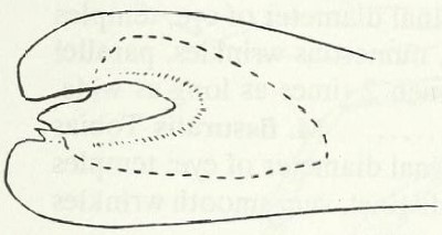 abdominal apex, lateral view [alboannulatus]