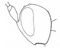 head in lateral view